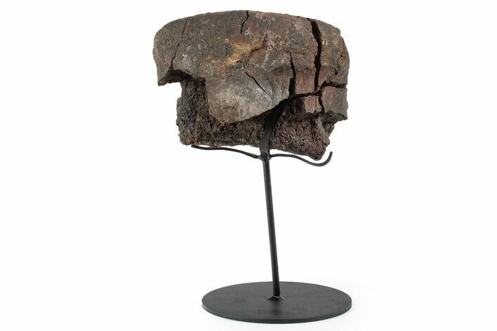 Fossil Hadrosaur Vertebra Centrum w/ Metal Stand - South Dakota #339926